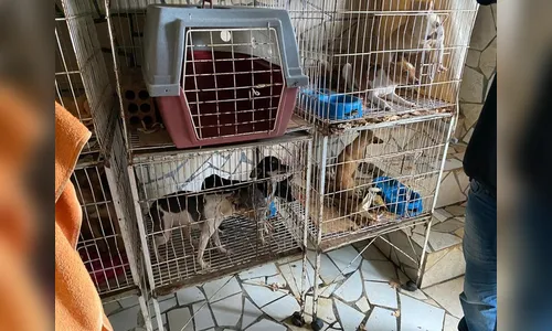 Polícia Civil resgata mais de 50 cães em situação de maus-tratos, em São José dos Pinhais