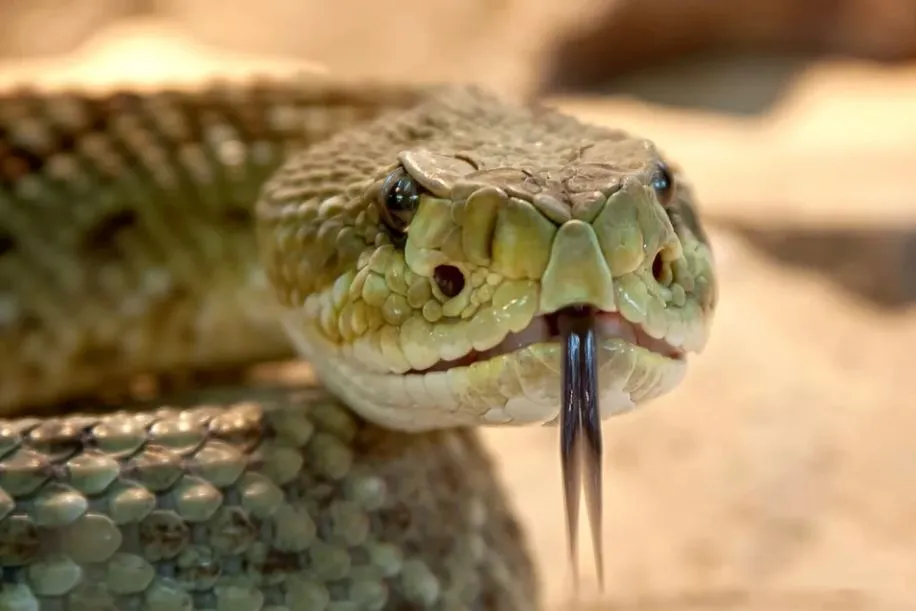 Homem morre picado por cobra em chácara no Paraná