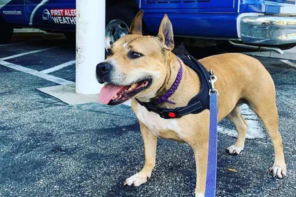 Mulher encontra cão desaparecido após ver anúncio em lata de cerveja