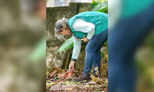 Infestação do Aedes coloca região em alerta para dengue