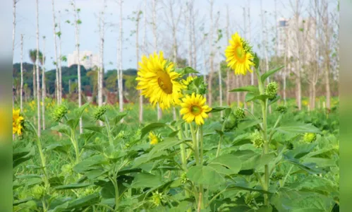
							Plantação de girassóis vira atração, em Maringá
						
						