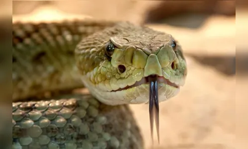 Homem morre picado por cobra em chácara no Paraná