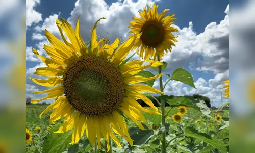 Plantação de girassóis vira atração, em Maringá