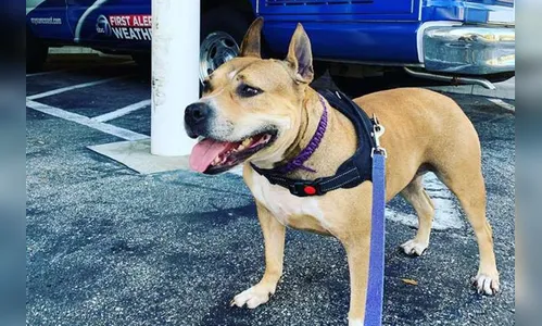 Mulher encontra cão desaparecido após ver anúncio em lata de cerveja