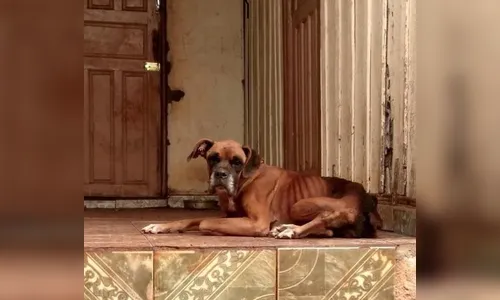 Denúncias de maus tratos contra animais quase triplicam em Arapongas