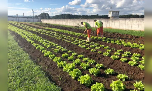 Como aumentar a produção de orgânicos no Paraná? Assembleia debate o tema