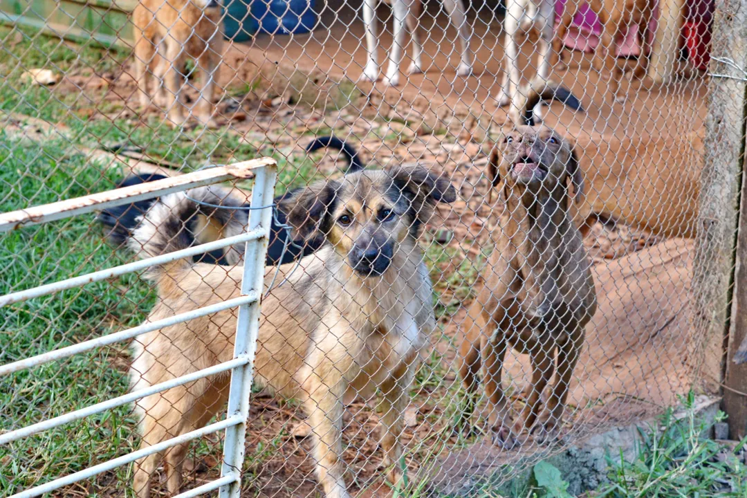 Paraná terá novo Código Estadual de Direitos dos Animais