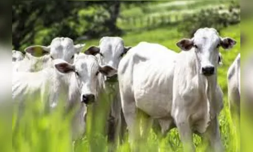 Assaltantes invadem duas propriedades rurais e levam 22 cabeças de gado, em Guarapuava