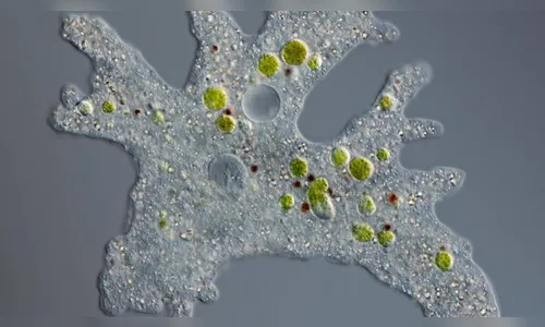 Vírus misterioso é descoberto por pesquisadores em Belo Horizonte