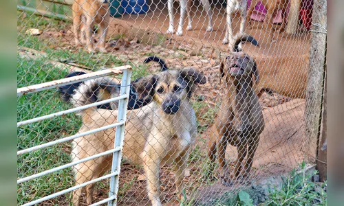 Paraná terá novo Código Estadual de Direitos dos Animais