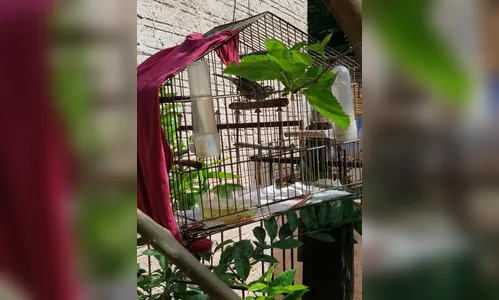 Polícia Ambiental encontra cativeiro ilegal de pássaros silvestres em Aricanduva