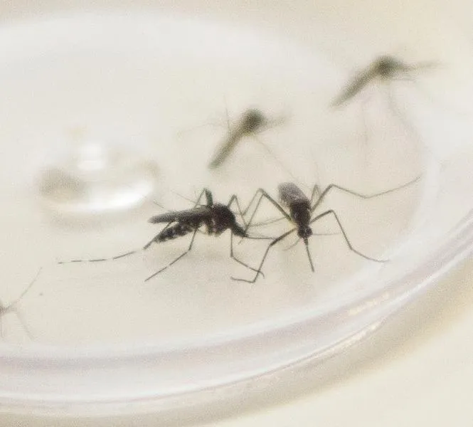 Em estado de alerta para a dengue, Paraná confirma mais 10 óbitos pela doença