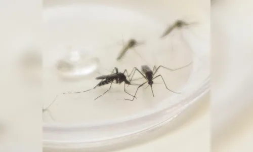 Em estado de alerta para a dengue, Paraná confirma mais 10 óbitos pela doença