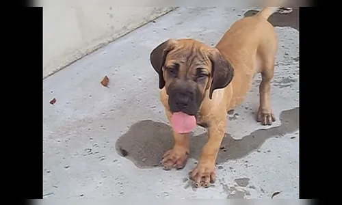 Ladrão furta filhote de cão fila em Ivaiporã