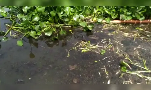 Vídeo que mostra lagoa da Sanepar repleta de larvas em Arapongas viraliza; entenda