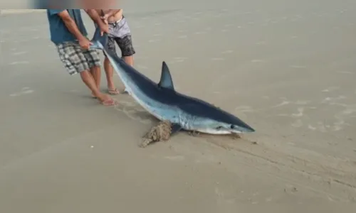 Vídeo mostra homens arrastando tubarão para longe da água em Guaratuba; animal morreu após 2 horas