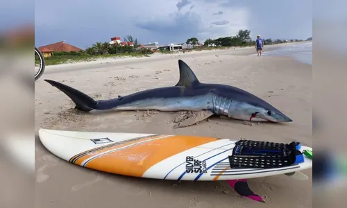 Tubarão de dois metros de comprimento é encontrado em Guaratuba