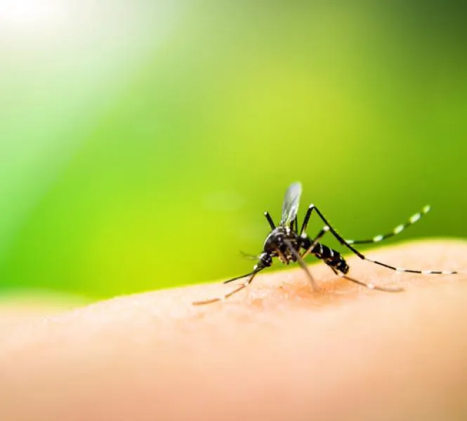Óbitos ocorreram a partir do início de fevereiro, mas somente nos últimos a causa foi definida como dengue.(Arquivo TN)