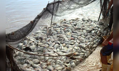 Paraná amplia liderança em piscicultura de cultivo