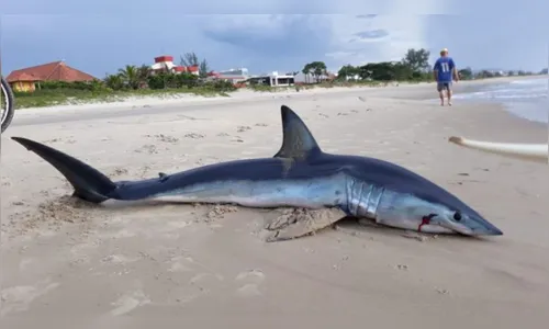 Polícia Civil vai investigar maus-tratos a tubarão encalhado e morto em Guaratuba