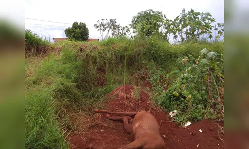Cavalo morre vítima de maus-tratos em Arapongas