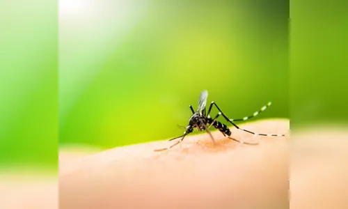 Dengue é causa de morte de 105 pessoas desde agosto de 2019