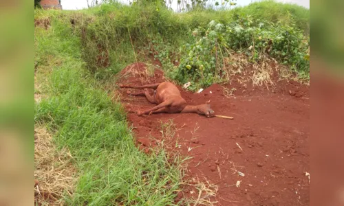 
							Cavalo morre vítima de maus-tratos em Arapongas
						
						