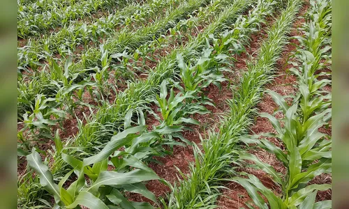 Portarias definem zoneamento do trigo e do milho com braquiária