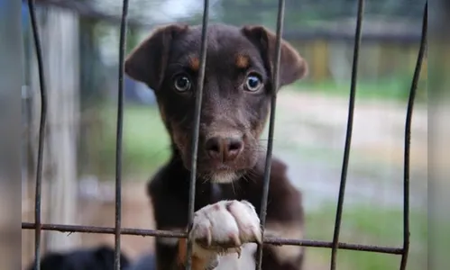 Mulher é autuada por injúria e omissão de cautela na guarda de animais, em Apucarana