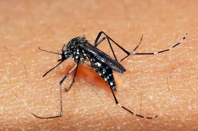 Prefeitura intensifica ações contra a dengue, em Faxinal