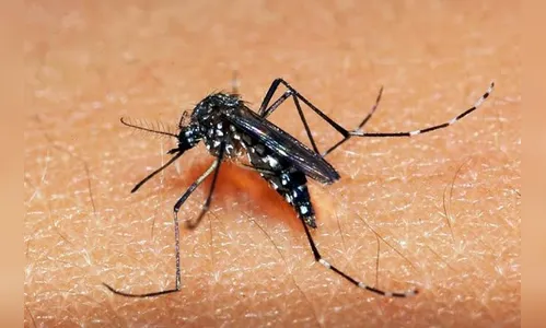 Prefeitura intensifica ações contra a dengue, em Faxinal