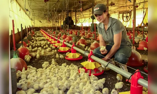Em um ano, avicultura de Apucarana tem crescimento de 9% 