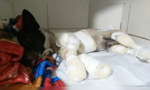 Homem é preso após amarrar cachorro em caminhonete e arrastá-lo por dois quilômetros 