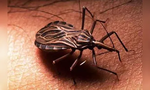 Sesa promove capacitação sobre Doença de Chagas