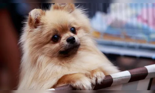 Cão de mulher diagnosticada com Coronavírus apresenta resultado positivo para COVID-19