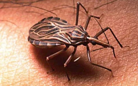 Saúde promove capacitação sobre a doença de Chagas