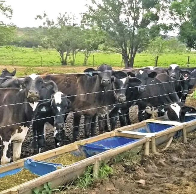 Ladrões furtam quatro cabeças de gado de propriedade rural, em  Arapuã