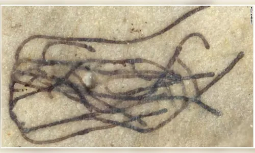 Fóssil de alga de 1 bilhão de anos pode ser ancestral de todas as plantas