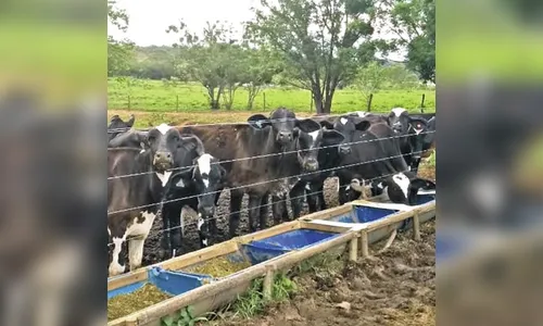 Ladrões furtam quatro cabeças de gado de propriedade rural, em  Arapuã