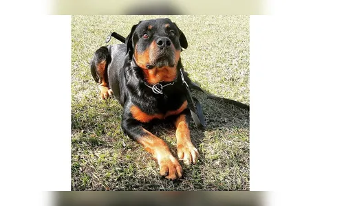 GM de Arapongas lamenta morte de cão