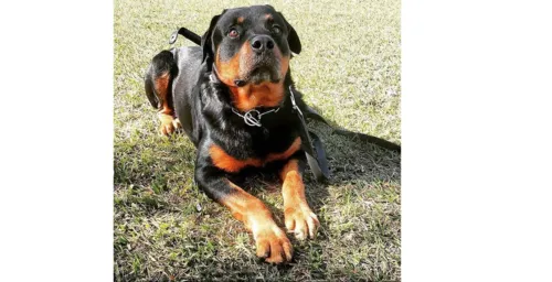 GM de Arapongas lamenta morte de cão