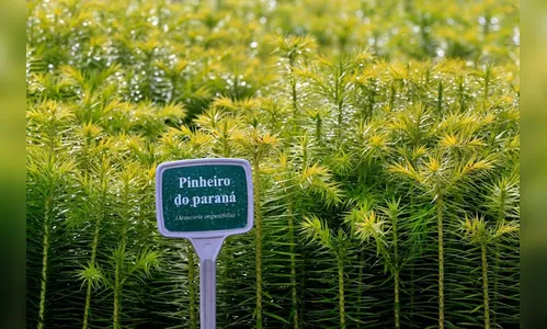 Secretaria de Meio Ambiente irá cadastrar interessados na aquisição de mudas de espécies nativas
