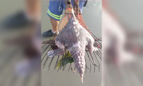 Peixe-morcego aparece em praia do litoral de SP e vira atração