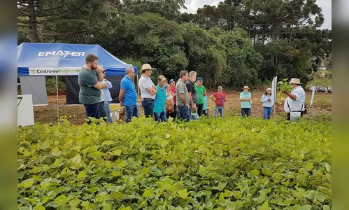 Semana de Campo reúne produtores de feijão e milho