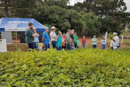 Semana de Campo reúne produtores de feijão e milho