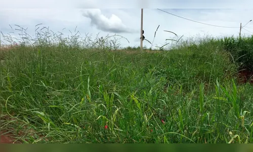 Prefeitura de Califórnia notifica proprietários de terrenos com mato alto 