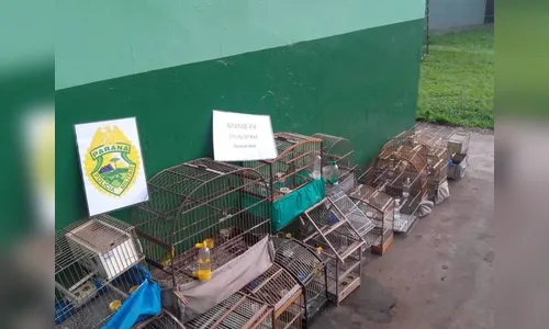 Polícia Ambiental lavra R$ 277,5 mil em multas e apreende pássaros na região