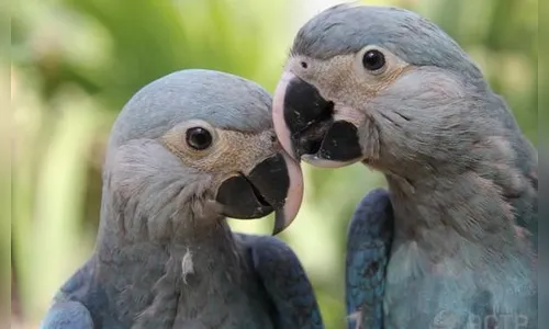 Ararinhas-azuis chegam ao Brasil nesta terça-feira
