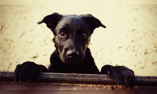 Cães presos em saco são encontrados dentro de caminhonete no centro de Ivaiporã