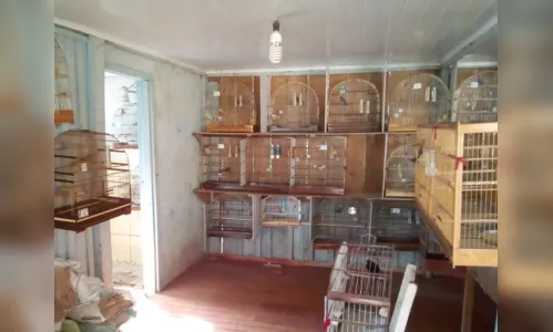 Criador de aves em Jardim Alegre  é autuado pela polícia ambiental